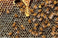 Pszczoły rozwiązaniem na odporność i nowotwory?
